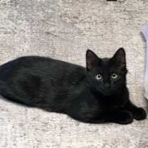 Thumbnail photo of Lou #2