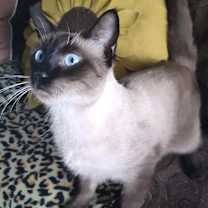 Thumbnail photo of Iced Mocha #4