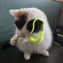 Thumbnail photo of Ember #3