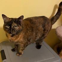 Thumbnail photo of Stella #1