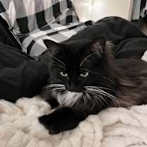 Thumbnail photo of Izzie #2