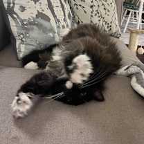 Thumbnail photo of Izzie #3