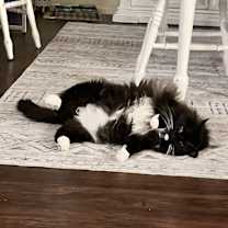 Thumbnail photo of Izzie #4