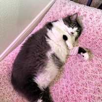 Thumbnail photo of Alice #1