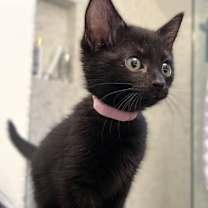 Thumbnail photo of Joy  #3