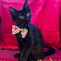 Thumbnail photo of Binxo #1