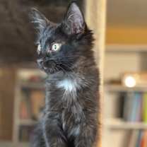 Thumbnail photo of Binxo #2