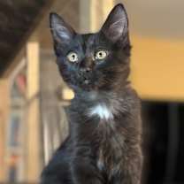 Thumbnail photo of Binxo #3