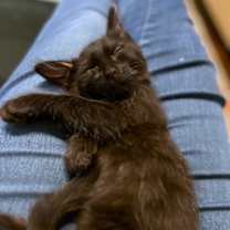 Thumbnail photo of Binxo #4