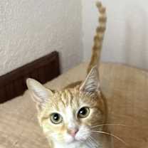 Thumbnail photo of KITTEN LOVELY LIL PUMPKIN #1