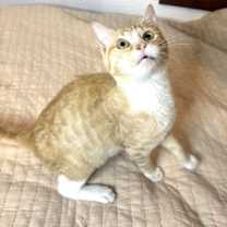 Thumbnail photo of KITTEN LOVELY LIL PUMPKIN #3