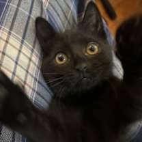 Thumbnail photo of KITTEN DARLING DUGGIE #1