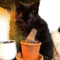 Thumbnail photo of KITTEN DARLING DUGGIE #2