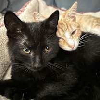 Thumbnail photo of KITTEN DARLING DUGGIE #4