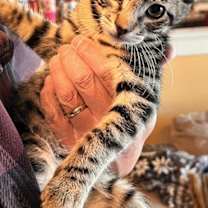 Thumbnail photo of Merlin #1