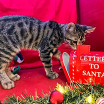 Thumbnail photo of Merlin #2