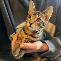 Thumbnail photo of Merlin #3