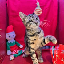 Thumbnail photo of Merlin #4