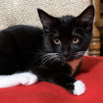 Thumbnail photo of Owl #1