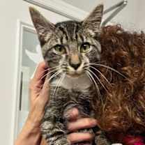 Thumbnail photo of Sven #1