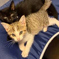 Thumbnail photo of Rowan #2