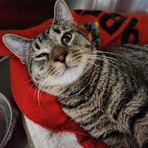 Thumbnail photo of Diesel #3