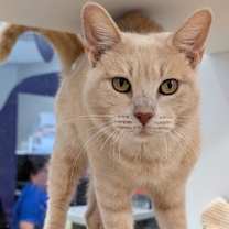 Thumbnail photo of Honeybee #1