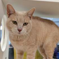 Thumbnail photo of Honeybee #2