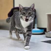 Thumbnail photo of Sammy #1