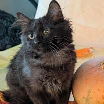 Thumbnail photo of Cinder-Ella #1