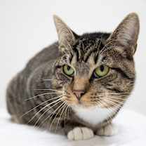 Thumbnail photo of Monchi #3