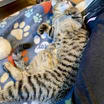 Thumbnail photo of Rosalind #3