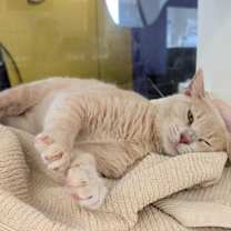 Thumbnail photo of Honeybee #3