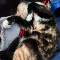 Thumbnail photo of Nova #1