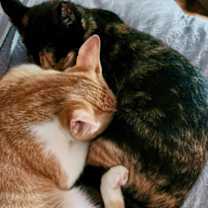 Thumbnail photo of Nova #3