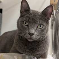 Thumbnail photo of Fergus Grey #2