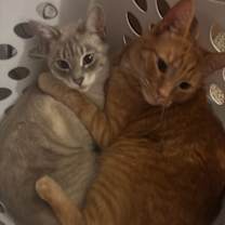 Thumbnail photo of Walker #4