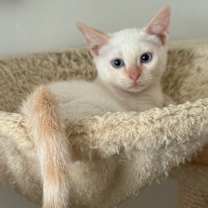 Thumbnail photo of Bella #1