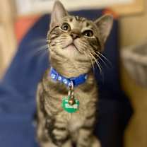 Thumbnail photo of Penguin #1