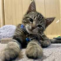 Thumbnail photo of Penguin #2