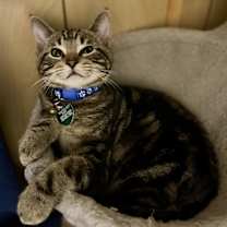 Thumbnail photo of Penguin #3