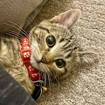 Thumbnail photo of Wren #1