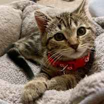 Thumbnail photo of Wren #3