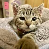 Thumbnail photo of Wren #4