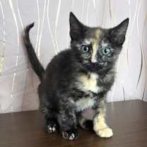 Thumbnail photo of Tina #1