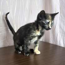 Thumbnail photo of Tina #2