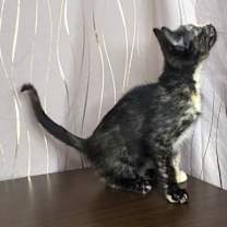 Thumbnail photo of Tina #4