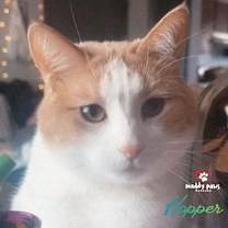 Thumbnail photo of Hopper (Courtesy Post) #1