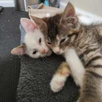 Thumbnail photo of Monet #4