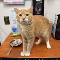 Thumbnail photo of Wazu #1